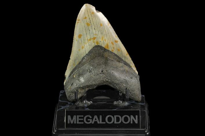 Fossil Megalodon Tooth - North Carolina #124686